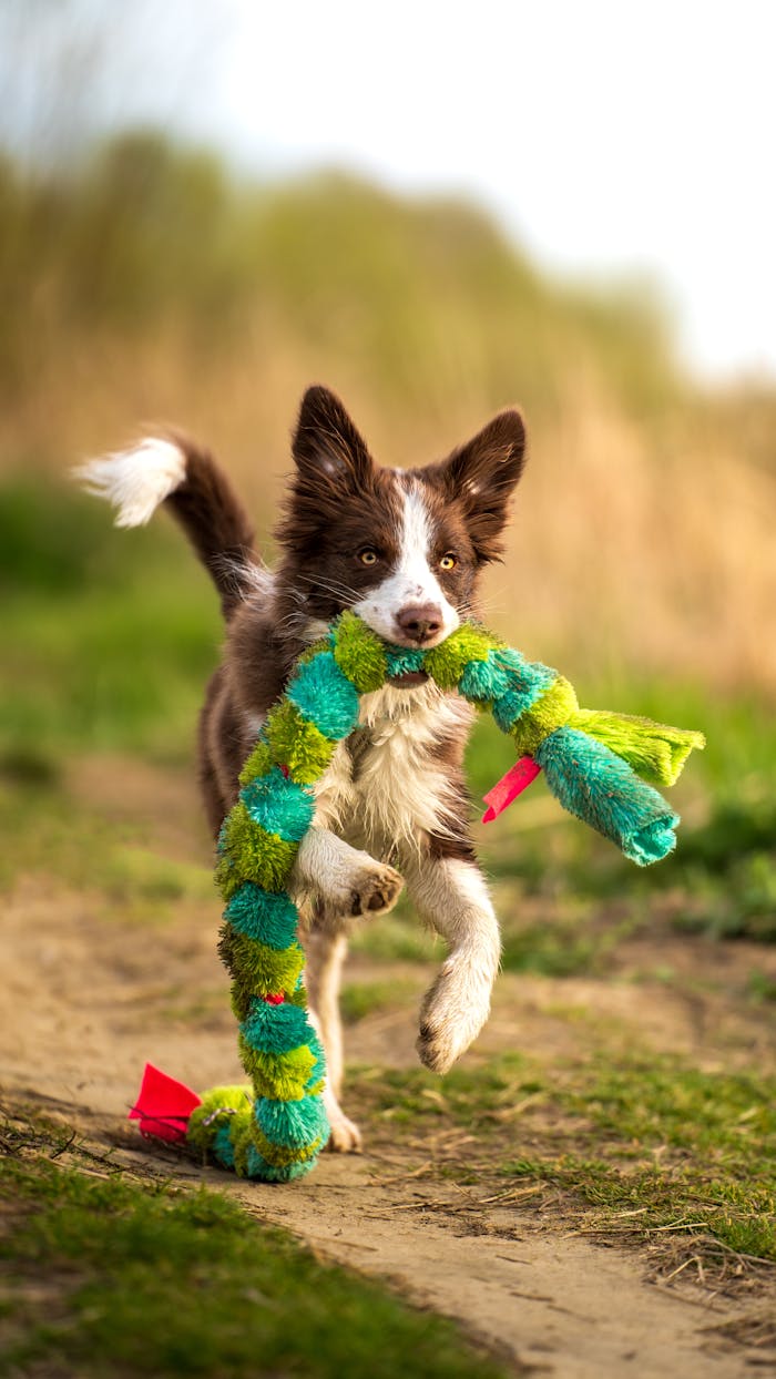 Dog Running with Toy String